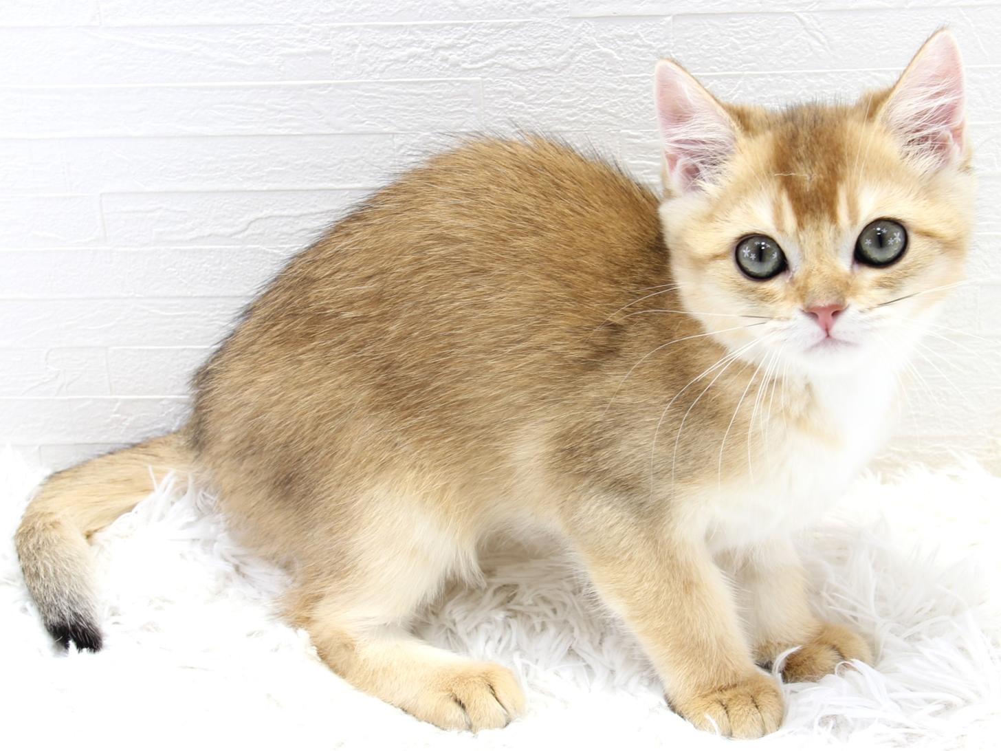 愛知県のブリティッシュショートヘアー (猫福家 名古屋南店/2025年6月10日生まれ/女の子/ブラックゴールデンシェーデット)の子猫の1枚目の画像