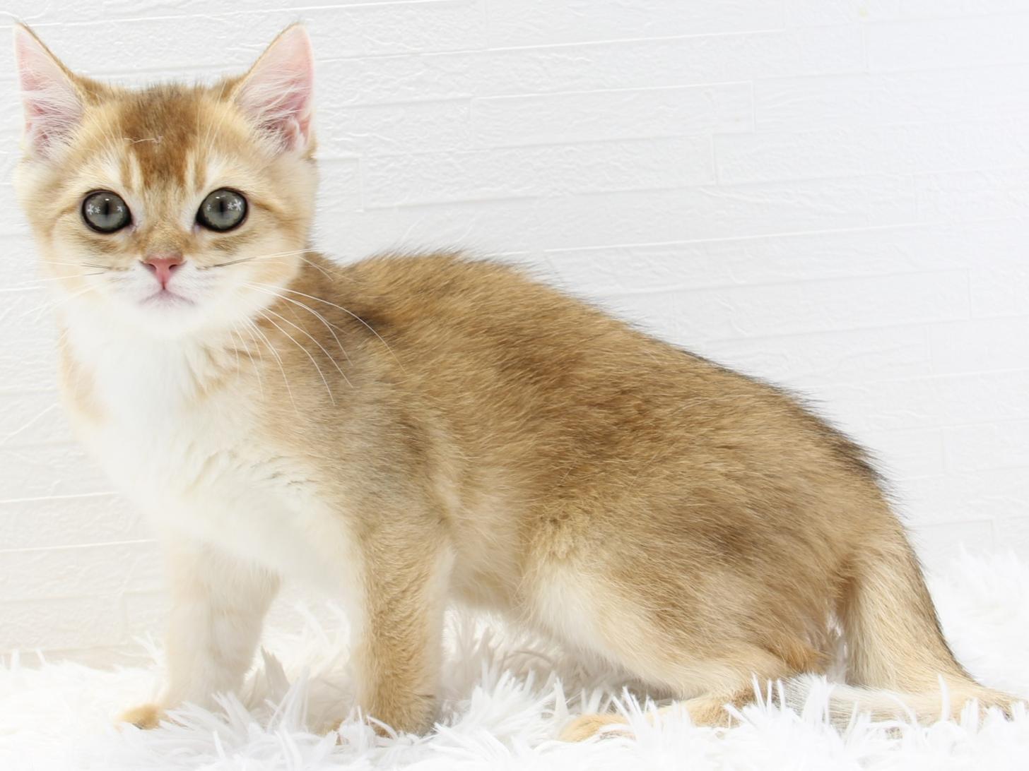 愛知県のブリティッシュショートヘアー (猫福家 名古屋南店/2025年6月10日生まれ/女の子/ブラックゴールデンシェーデット)の子猫の2枚目の画像