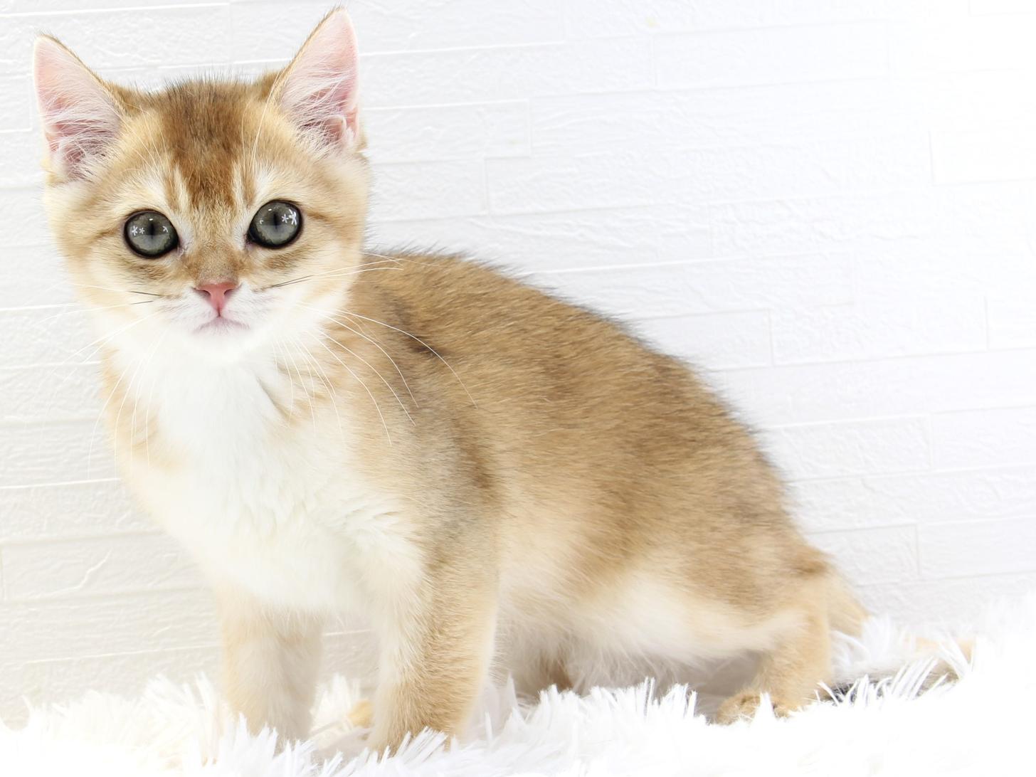 愛知県のブリティッシュショートヘアー (猫福家 名古屋南店/2025年6月10日生まれ/女の子/ブラックゴールデンシェーデット)の子猫の3枚目の画像