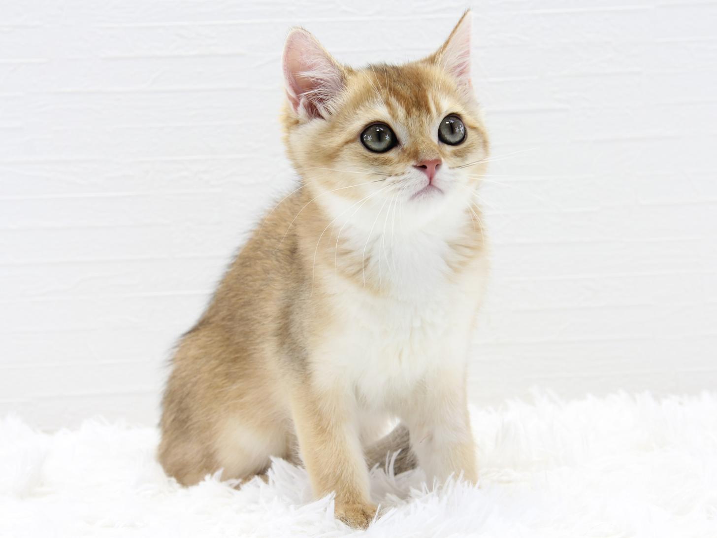 愛知県のブリティッシュショートヘアー (猫福家 名古屋南店/2025年6月10日生まれ/女の子/ブラックゴールデンシェーデット)の子猫の4枚目の画像