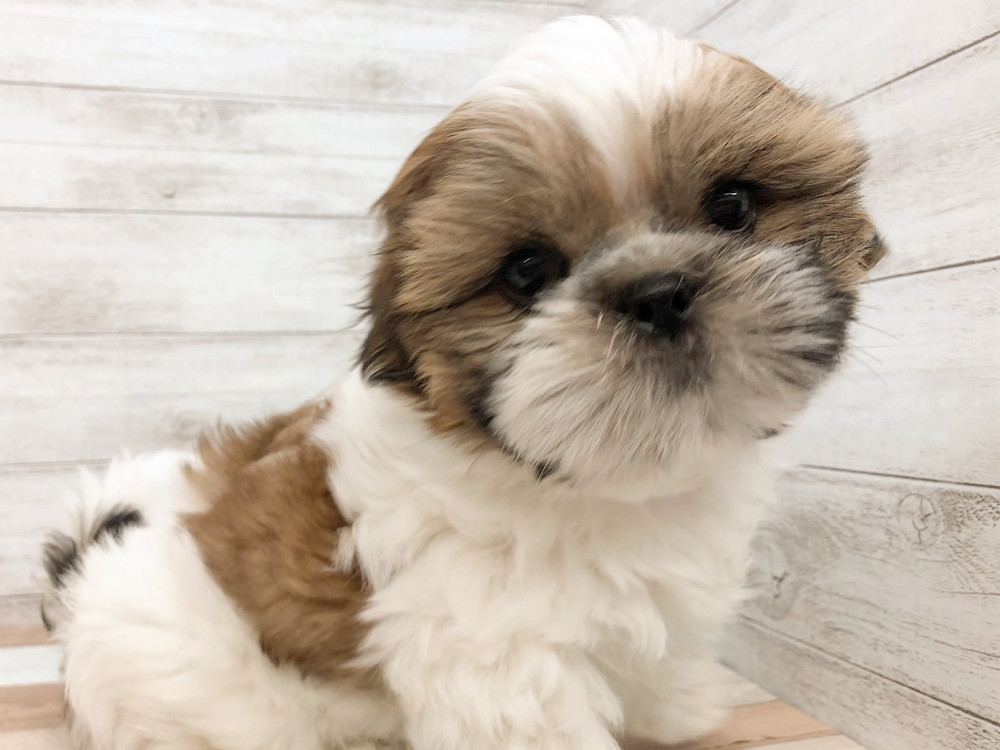 新潟県のシーズー (竹内ペット 白根店/2026年4月1日生まれ/女の子/ホワイトゴールド)の子犬の1枚目の画像
