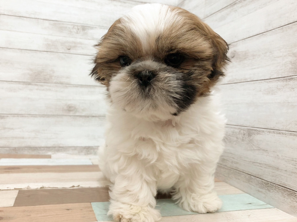 新潟県のシーズー (竹内ペット 白根店/2026年4月1日生まれ/女の子/ホワイトゴールド)の子犬の2枚目の画像