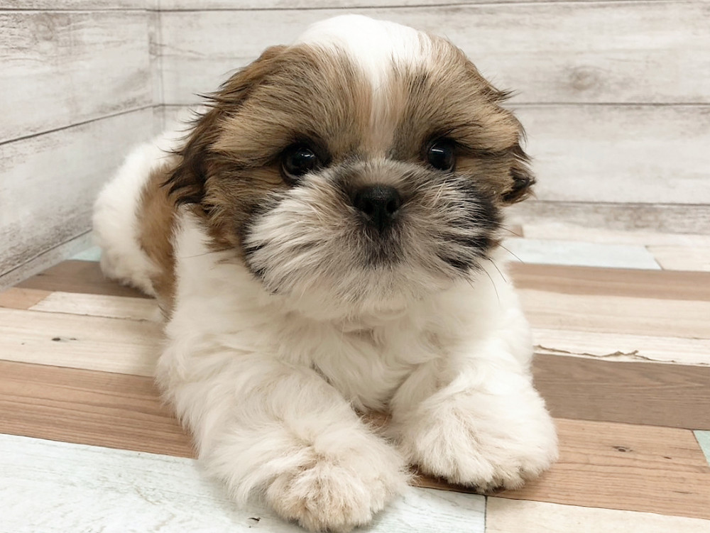 新潟県のシーズー (竹内ペット 白根店/2026年4月1日生まれ/女の子/ホワイトゴールド)の子犬の3枚目の画像