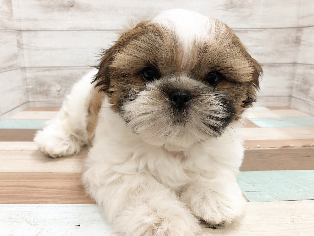 新潟県のシーズー (竹内ペット 白根店/2026年4月1日生まれ/女の子/ホワイトゴールド)の子犬の4枚目の画像