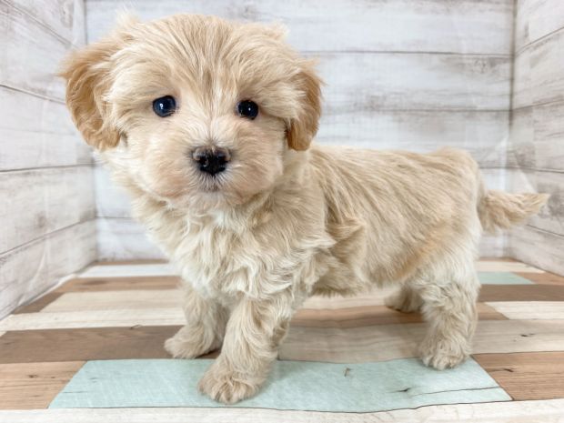 新潟県のマルプー(マルチーズ×プードル) (竹内ペット 新津本店/2025年11月17日生まれ/男の子/クリーム)の子犬の1枚目の画像