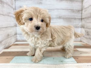 新潟県のマルプー(マルチーズ×プードル) (竹内ペット 新津本店/2025年11月17日生まれ/男の子/クリーム)の子犬の2枚目の画像