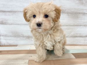 新潟県のマルプー(マルチーズ×プードル) (竹内ペット 新津本店/2025年11月17日生まれ/男の子/クリーム)の子犬の3枚目の画像