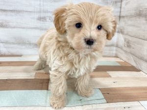 新潟県のマルプー(マルチーズ×プードル) (竹内ペット 新津本店/2025年11月17日生まれ/男の子/クリーム)の子犬の4枚目の画像