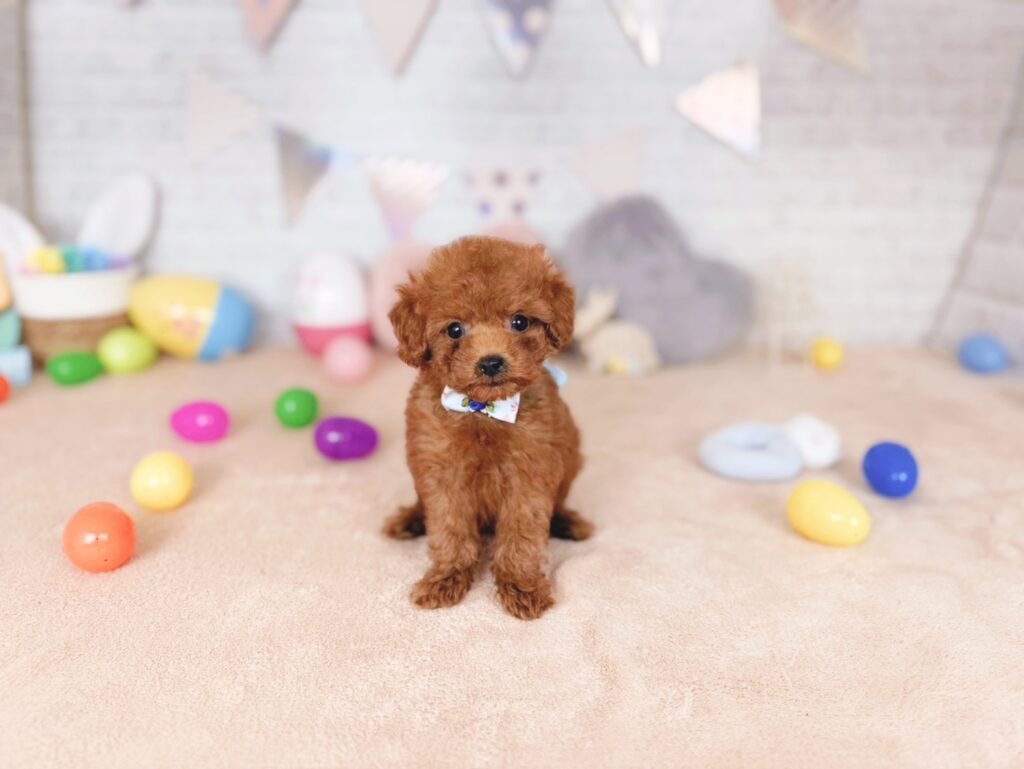北海道のトイプードル(トイ) (ペットショップだんぼ/2026年7月23日生まれ/男の子/レッド)の子犬の1枚目の画像