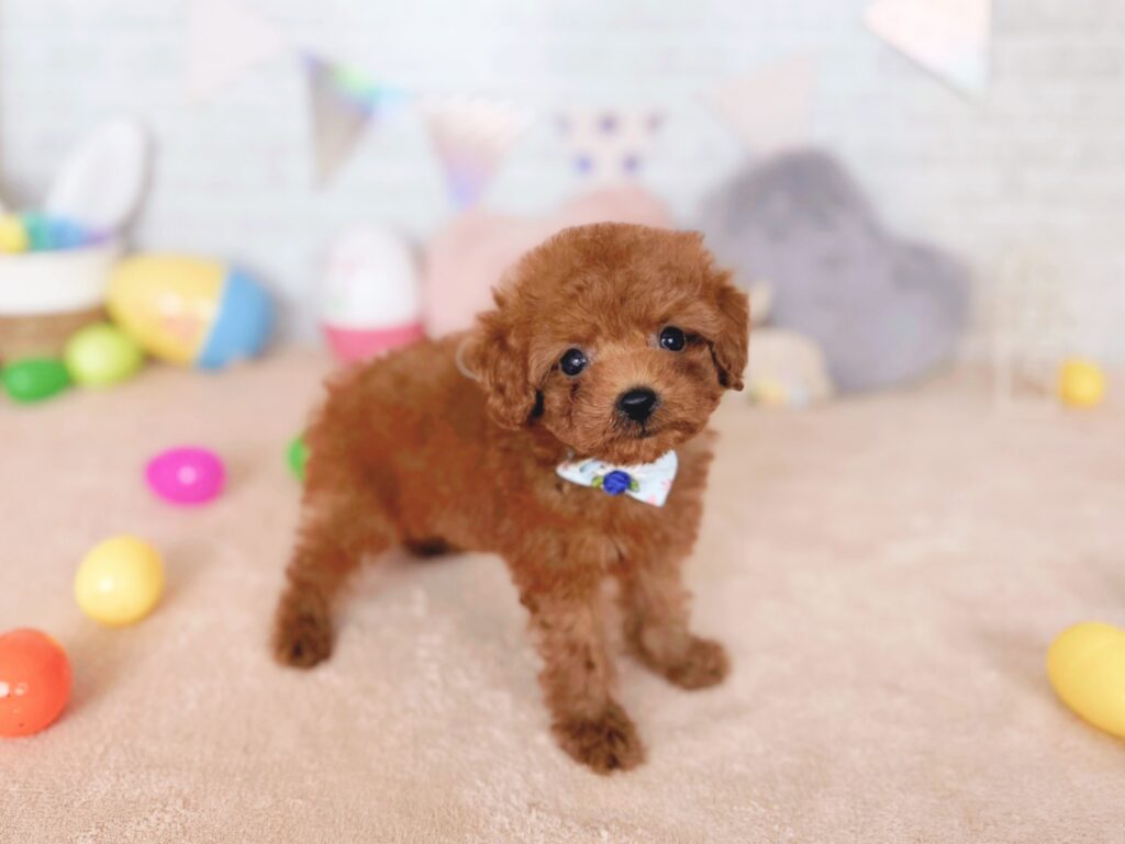 北海道のトイプードル(トイ) (ペットショップだんぼ/2026年7月23日生まれ/男の子/レッド)の子犬の2枚目の画像