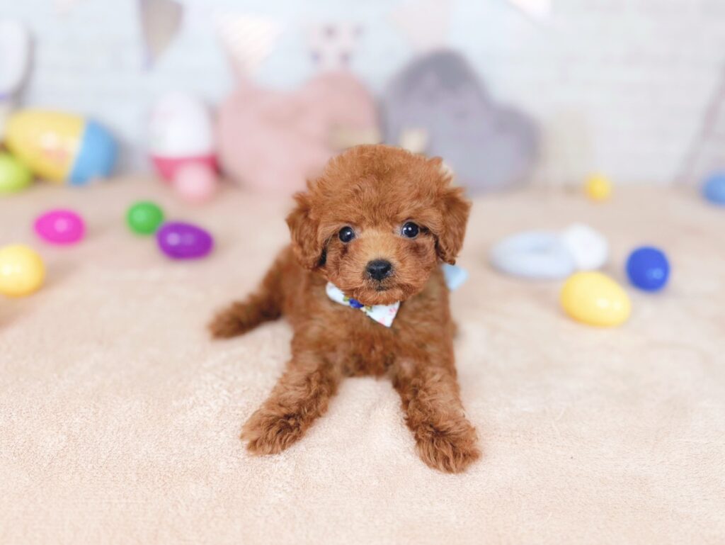 北海道のトイプードル(トイ) (ペットショップだんぼ/2026年7月23日生まれ/男の子/レッド)の子犬の3枚目の画像
