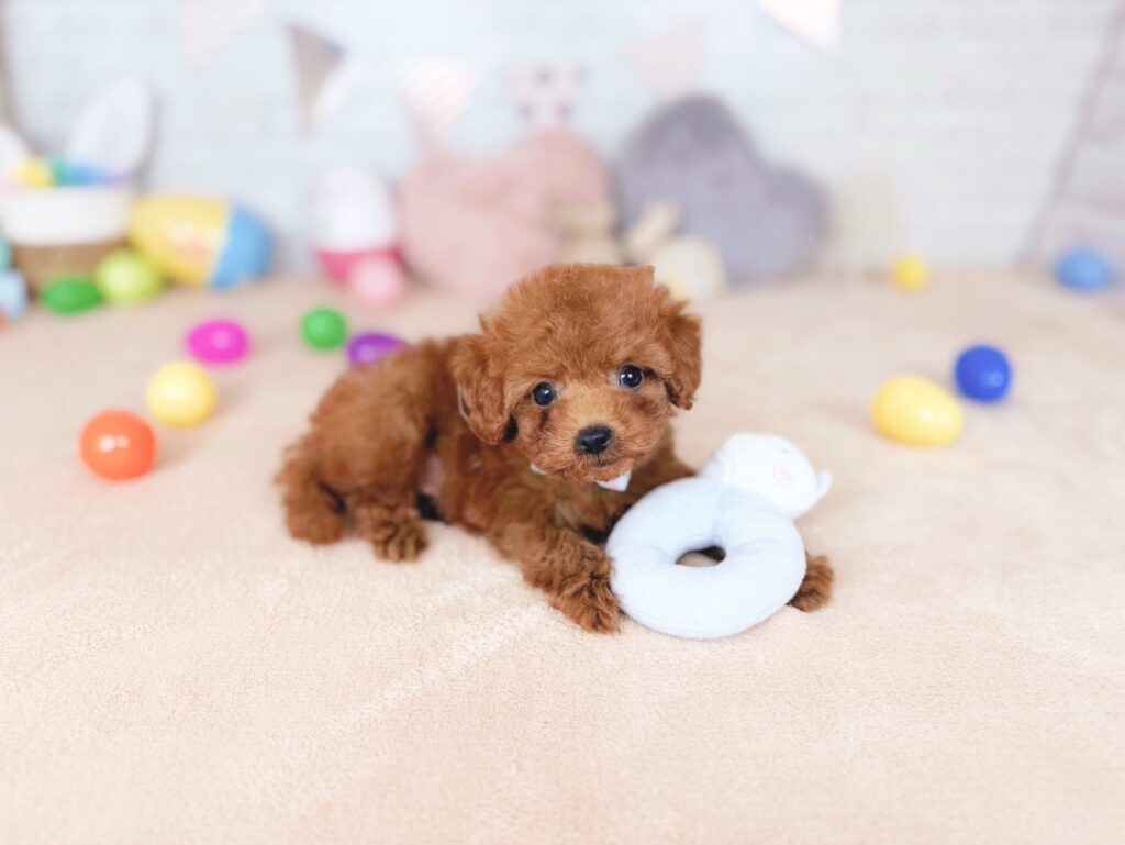北海道のトイプードル(トイ) (ペットショップだんぼ/2026年7月23日生まれ/男の子/レッド)の子犬の4枚目の画像