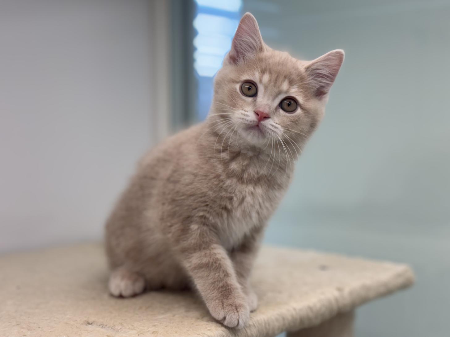 神奈川県のマンチカン (Doggy Style 小田原店/2025年10月24日生まれ/男の子/クリーム)の子猫