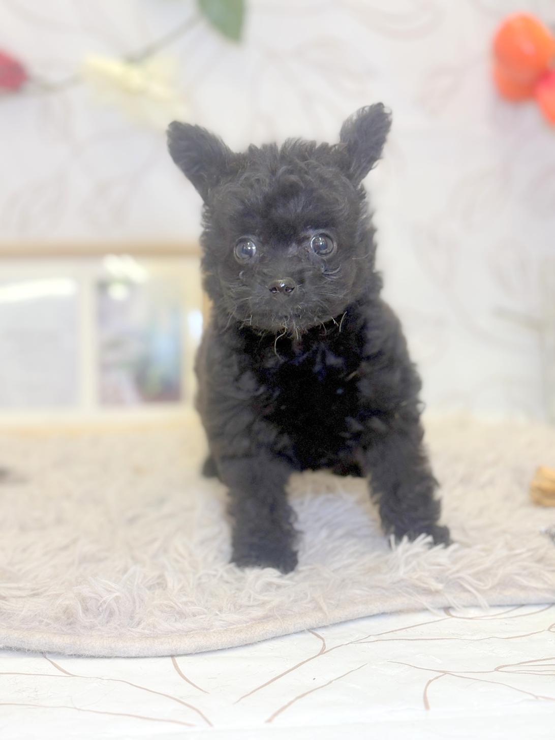 北海道のポメプー(ポメラニアン×プードル) (ラブワンコ平岸店/2025年9月21日生まれ/女の子/ブラック)の子犬