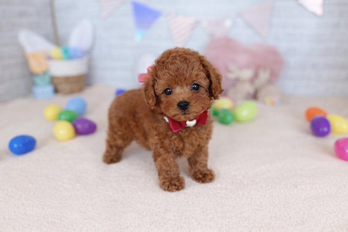 北海道のトイプードル(トイ) (ペットショップだんぼ/2026年1月8日生まれ/女の子/レッド)の子犬