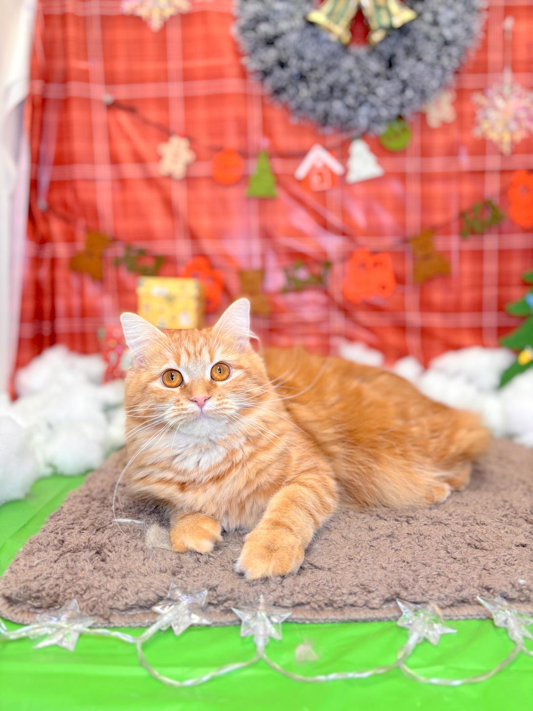 北海道のスコティッシュフォールド (ラブワンコ平岸店/2024年12月14日生まれ/女の子/レッドタビー)の子猫