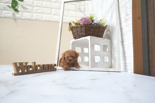 滋賀県のトイプードル(トイ) (いっぷく湖南店/2025年6月4日生まれ/女の子/レッドフォーン)の子犬の1枚目の画像