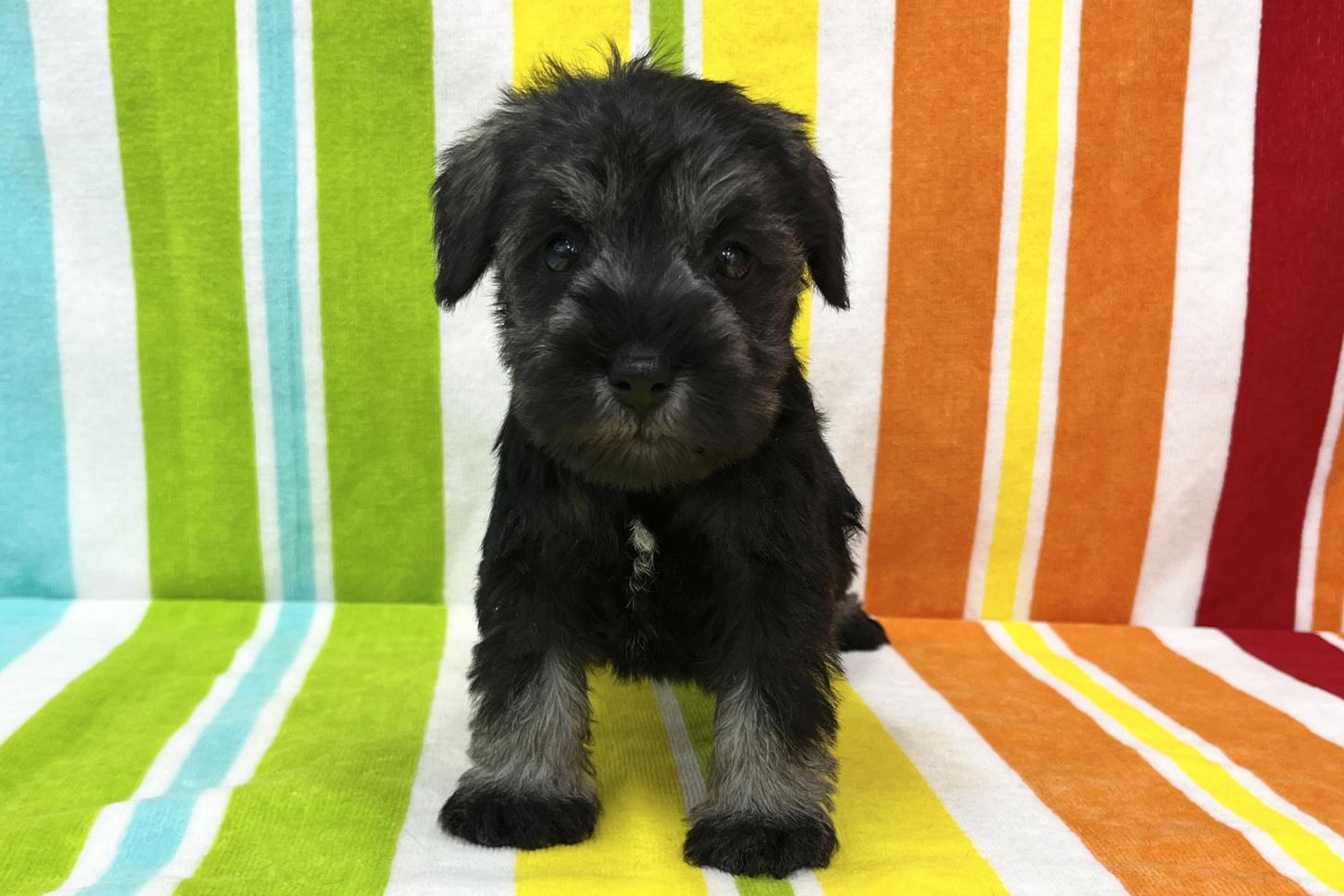 愛知県のミニチュアシュナウザー (ハピースペット一宮三条アミーゴ店/2025年11月25日生まれ/女の子/ソルトペッパー)の子犬の1枚目の画像