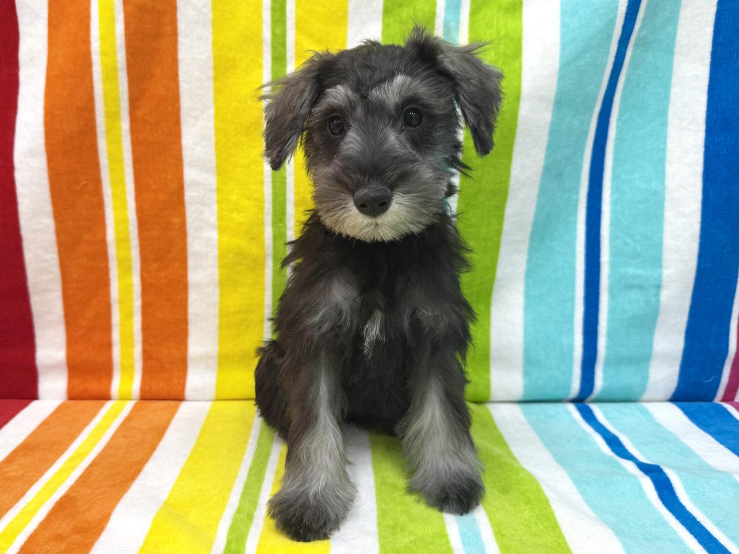 愛知県のミニチュアシュナウザー (ハピースペット一宮三条アミーゴ店/2025年11月25日生まれ/女の子/ソルトペッパー)の子犬の1枚目の画像