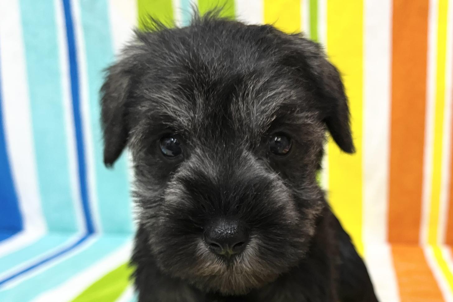 愛知県のミニチュアシュナウザー (ハピースペット一宮三条アミーゴ店/2025年11月25日生まれ/女の子/ソルトペッパー)の子犬の2枚目の画像