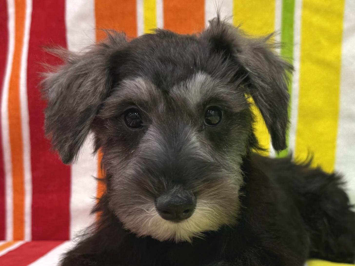 愛知県のミニチュアシュナウザー (ハピースペット一宮三条アミーゴ店/2025年11月25日生まれ/女の子/ソルトペッパー)の子犬の2枚目の画像