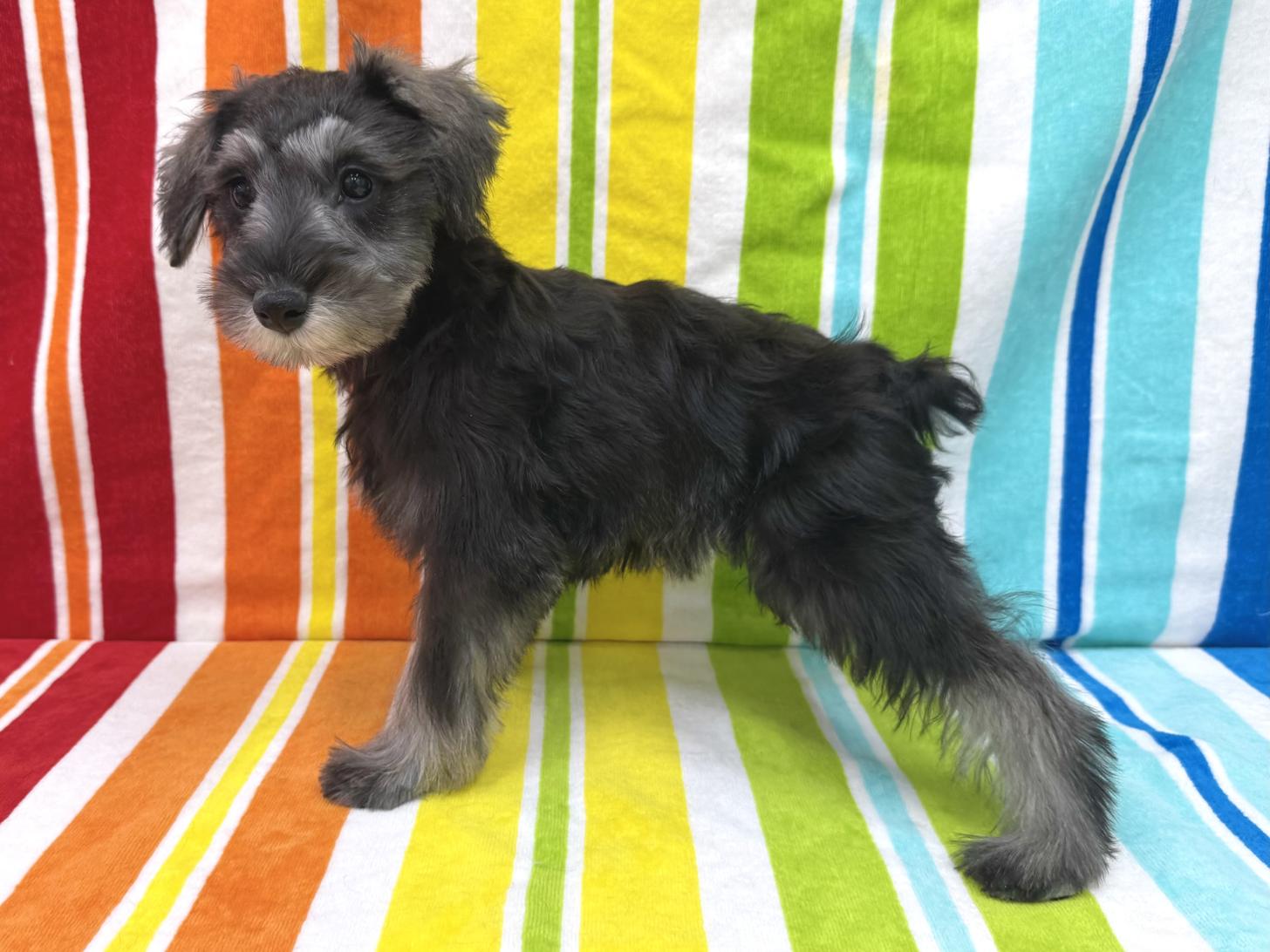 愛知県のミニチュアシュナウザー (ハピースペット一宮三条アミーゴ店/2025年11月25日生まれ/女の子/ソルトペッパー)の子犬の3枚目の画像