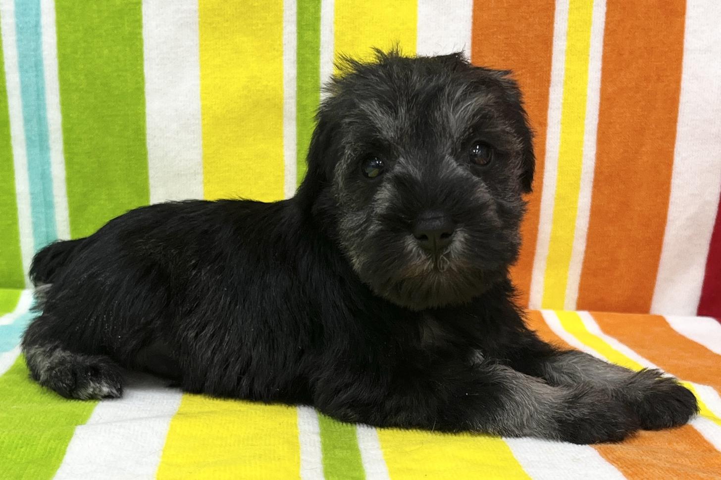 愛知県のミニチュアシュナウザー (ハピースペット一宮三条アミーゴ店/2025年11月25日生まれ/女の子/ソルトペッパー)の子犬の4枚目の画像