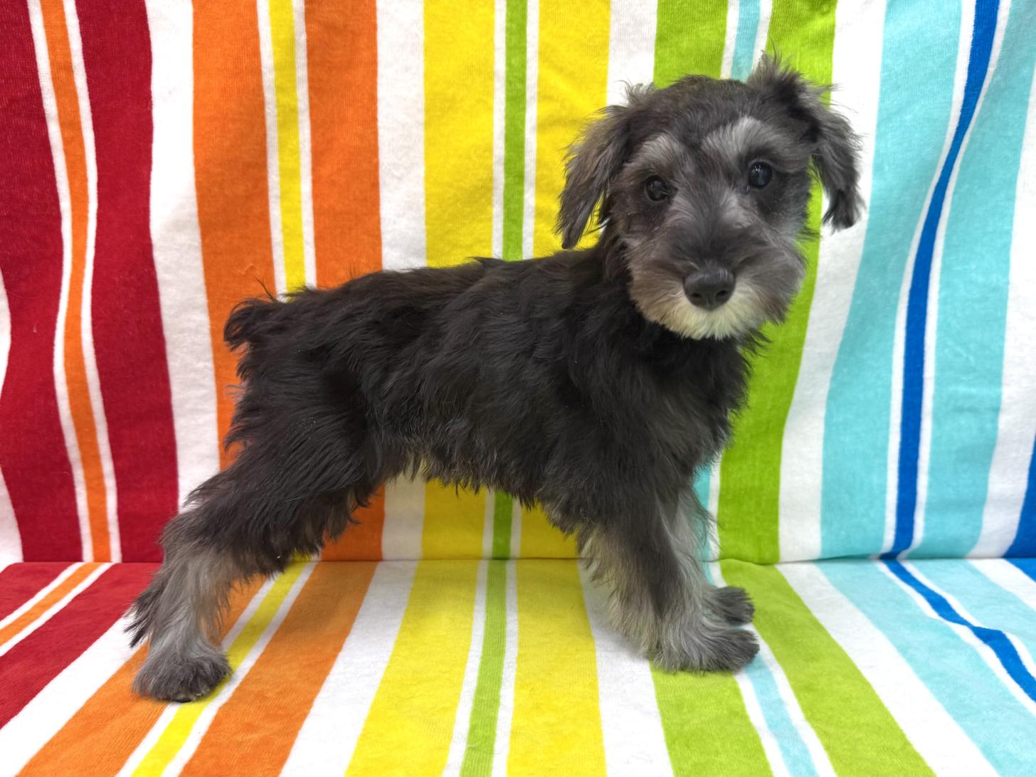 愛知県のミニチュアシュナウザー (ハピースペット一宮三条アミーゴ店/2025年11月25日生まれ/女の子/ソルトペッパー)の子犬の4枚目の画像