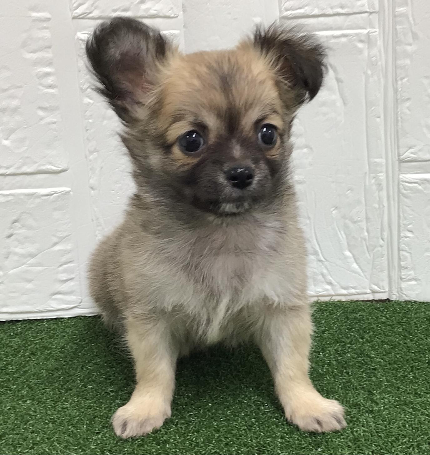 熊本県のチワワ(ロング) (ニコペットセレクト ドッグズホーム八代店/2025年9月18日生まれ/男の子/フォーン)の子犬