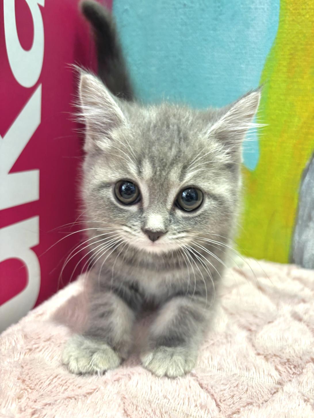埼玉県のマンチカン (ペッツスマイル南中野店/2025年9月11日生まれ/男の子/ブルータビー)の子猫の1枚目の画像