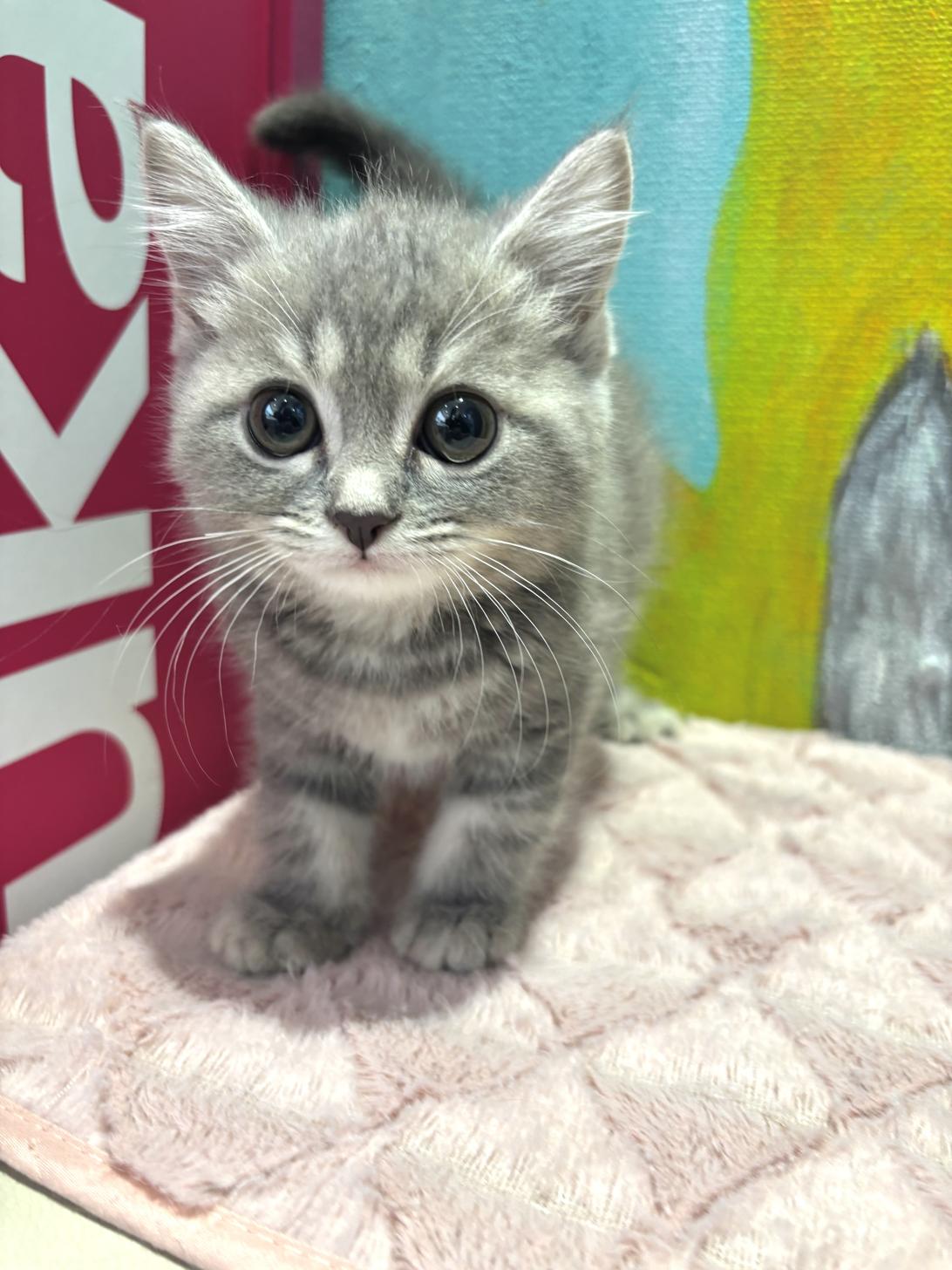 埼玉県のマンチカン (ペッツスマイル南中野店/2025年9月11日生まれ/男の子/ブルータビー)の子猫の2枚目の画像