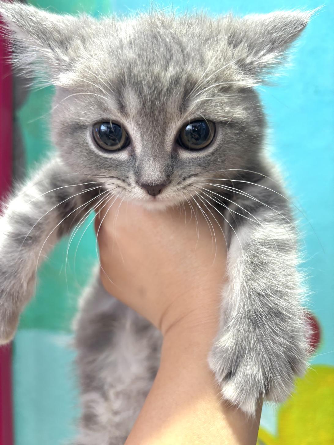 埼玉県のマンチカン (ペッツスマイル南中野店/2025年9月11日生まれ/男の子/ブルータビー)の子猫の3枚目の画像