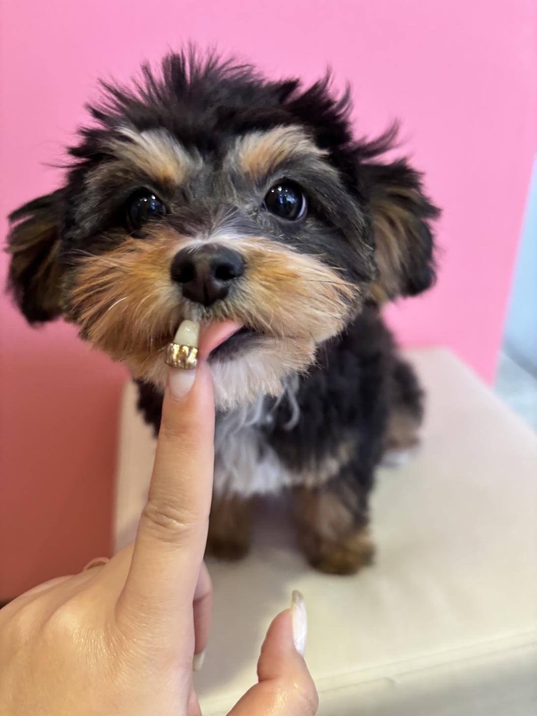 埼玉県のチワプー/プーチー(チワワ×プードル) (ペッツスマイル南中野店/2025年9月14日生まれ/女の子/ブラックタン)の子犬の2枚目の画像