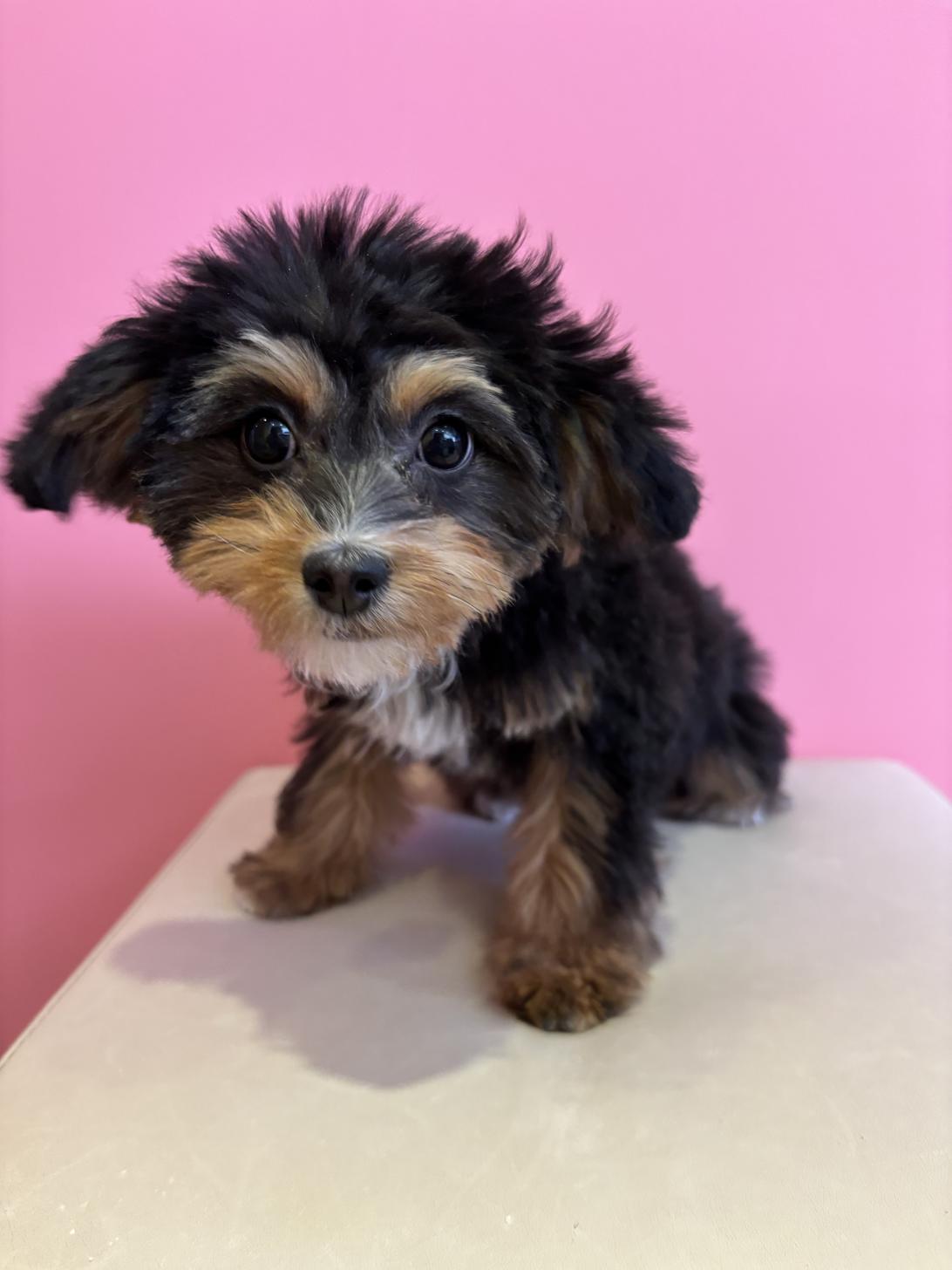 埼玉県のチワプー/プーチー(チワワ×プードル) (ペッツスマイル南中野店/2025年9月14日生まれ/女の子/ブラックタン)の子犬の3枚目の画像