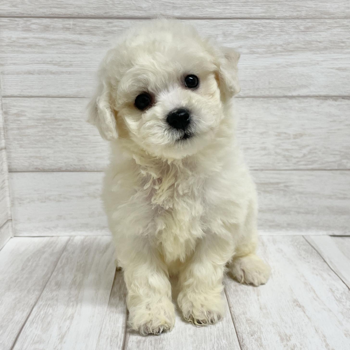 東京都のビションフリーゼ (ペピカファミリー水元店/2025年10月25日生まれ/女の子/ホワイト)の子犬の1枚目の画像