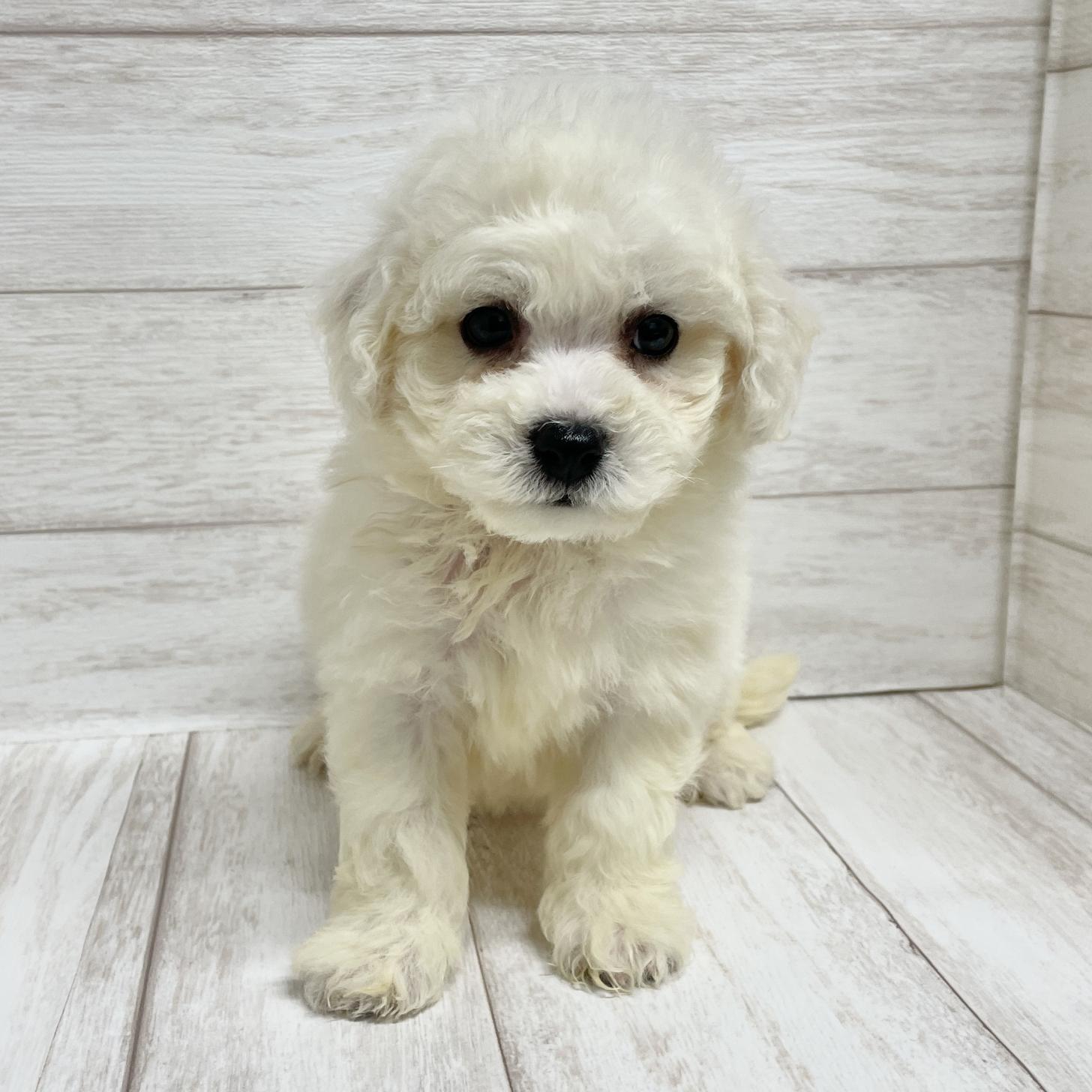 東京都のビションフリーゼ (ペピカファミリー水元店/2025年10月25日生まれ/女の子/ホワイト)の子犬の2枚目の画像