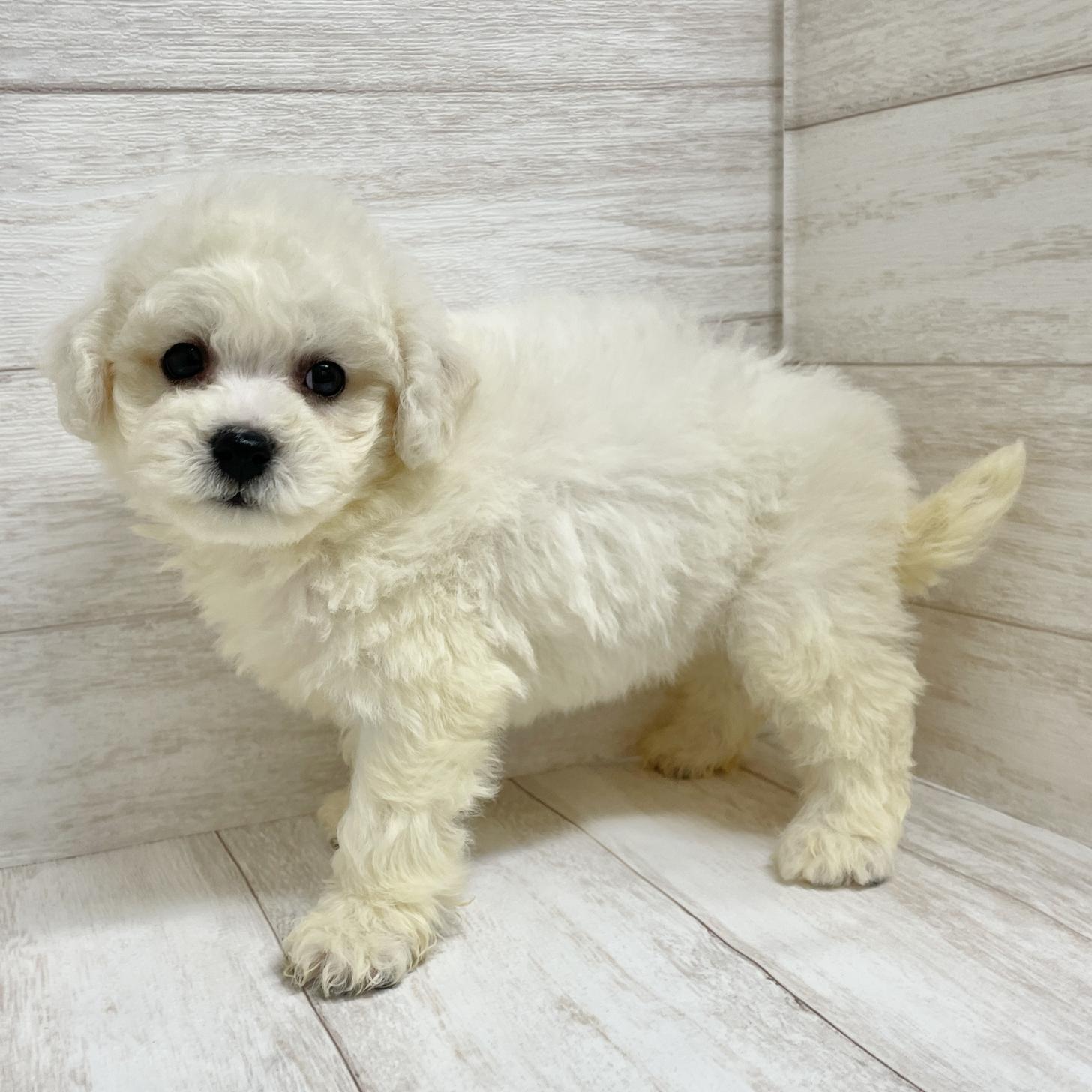 東京都のビションフリーゼ (ペピカファミリー水元店/2025年10月25日生まれ/女の子/ホワイト)の子犬の3枚目の画像