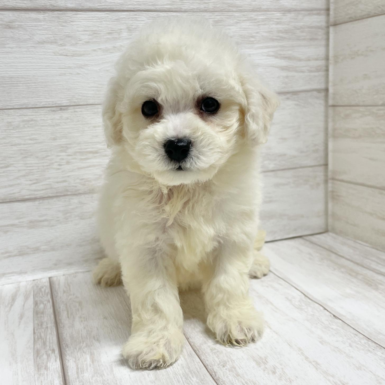 東京都のビションフリーゼ (ペピカファミリー水元店/2025年10月25日生まれ/女の子/ホワイト)の子犬の4枚目の画像