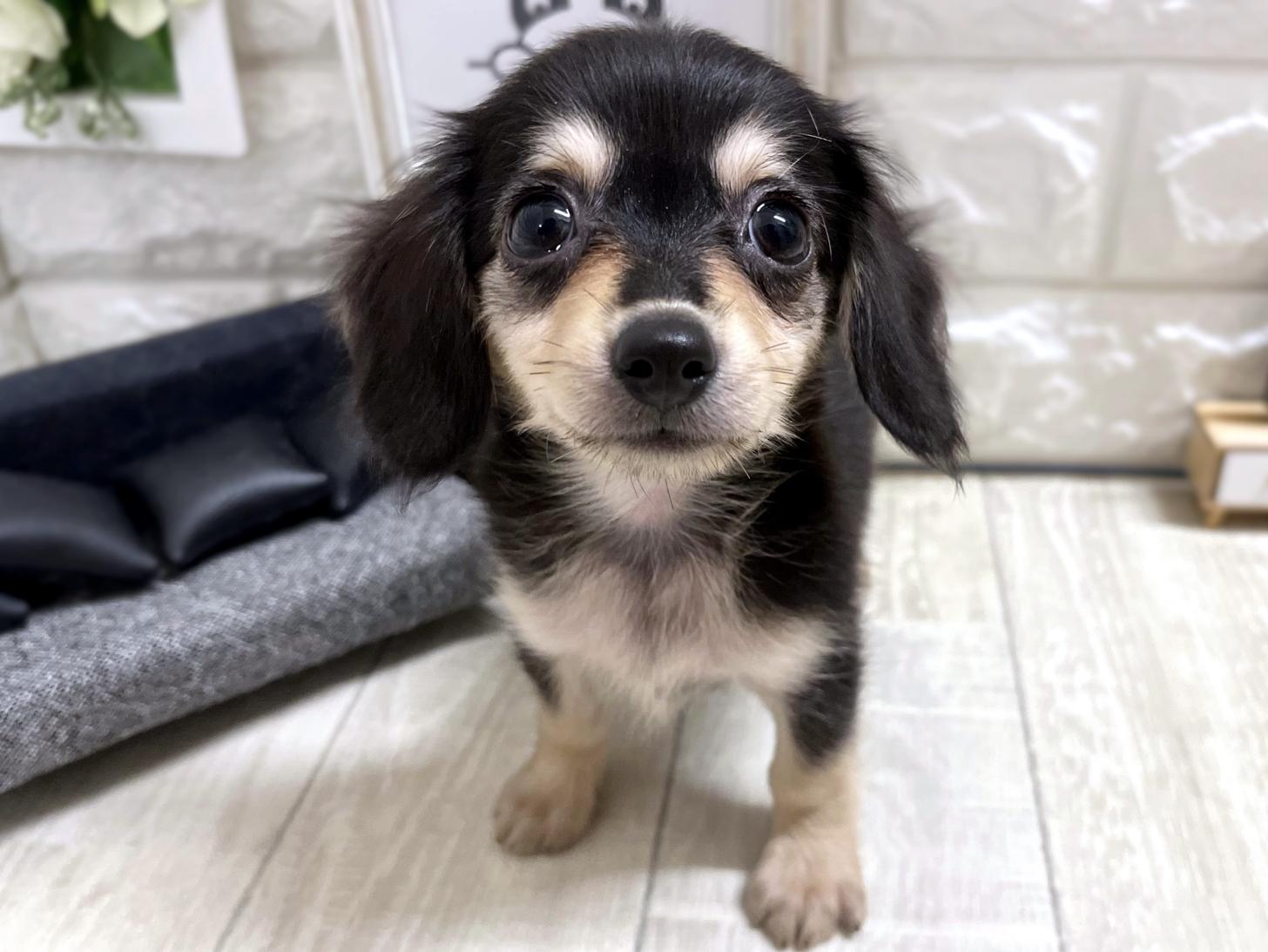 大阪府のチワックス(チワワ×ダックス) (DOGMAN平野瓜破店/2026年3月28日生まれ/女の子/ブラッククリーム)の子犬の1枚目の画像