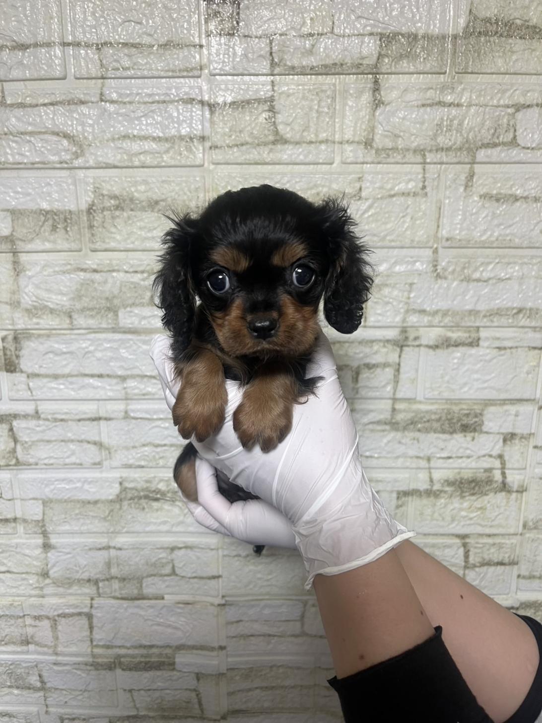 埼玉県のキャバリアキングチャールズスパニエル (ペッツスマイル南中野店/2026年1月13日生まれ/女の子/ブラックタン)の子犬の1枚目の画像