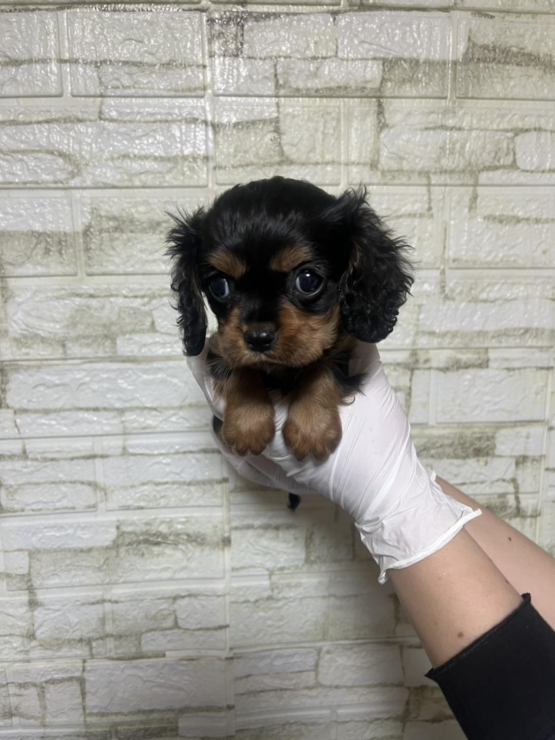 埼玉県のキャバリアキングチャールズスパニエル (ペッツスマイル南中野店/2026年1月13日生まれ/女の子/ブラックタン)の子犬の2枚目の画像