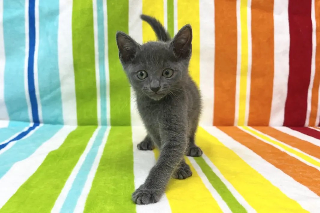 愛知県のロシアンブルー (ハピースペット一宮三条アミーゴ店/2025年9月14日生まれ/女の子/ブルー)の子猫の1枚目の画像