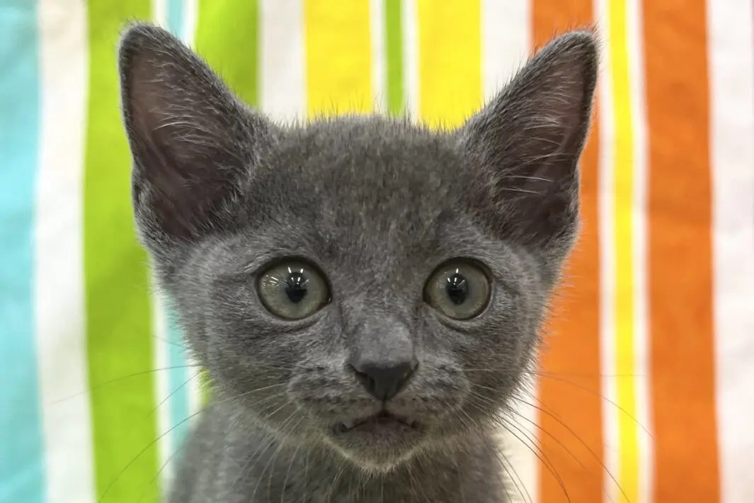 愛知県のロシアンブルー (ハピースペット一宮三条アミーゴ店/2025年9月14日生まれ/女の子/ブルー)の子猫の2枚目の画像