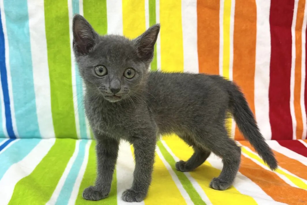 愛知県のロシアンブルー (ハピースペット一宮三条アミーゴ店/2025年9月14日生まれ/女の子/ブルー)の子猫の3枚目の画像