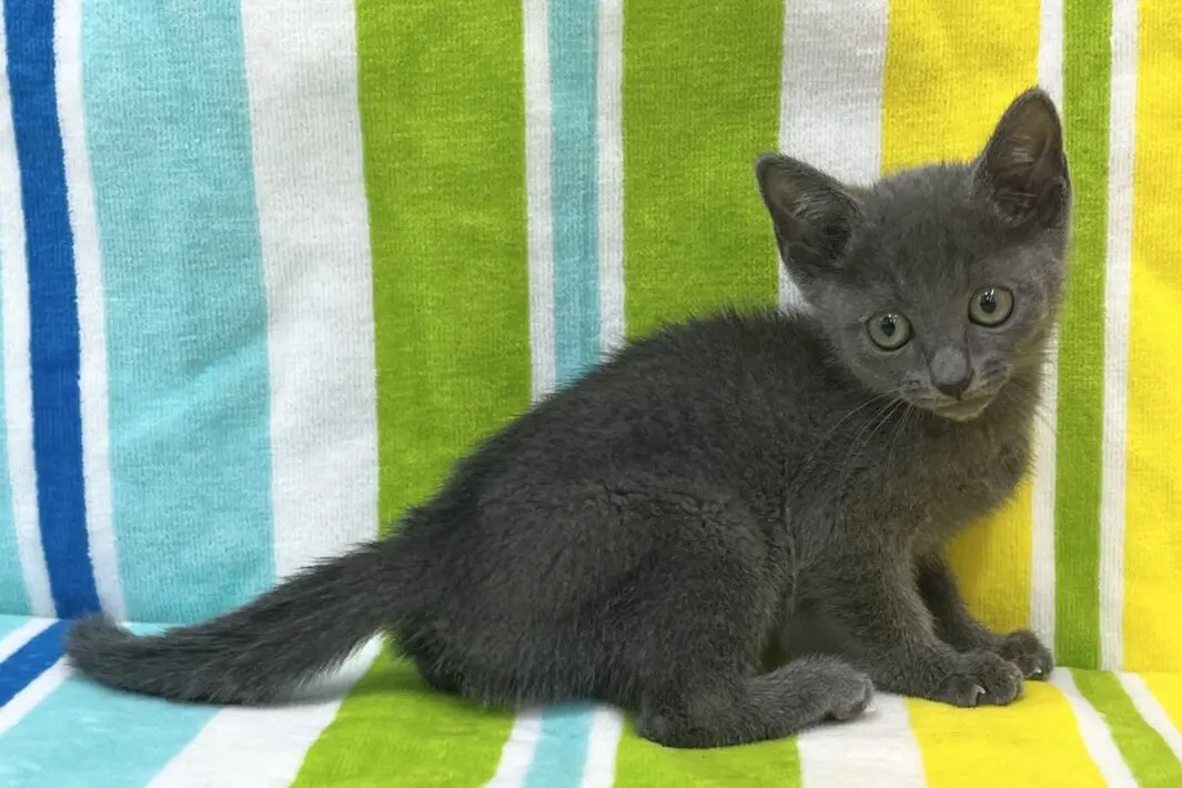 愛知県のロシアンブルー (ハピースペット一宮三条アミーゴ店/2025年9月14日生まれ/女の子/ブルー)の子猫の4枚目の画像