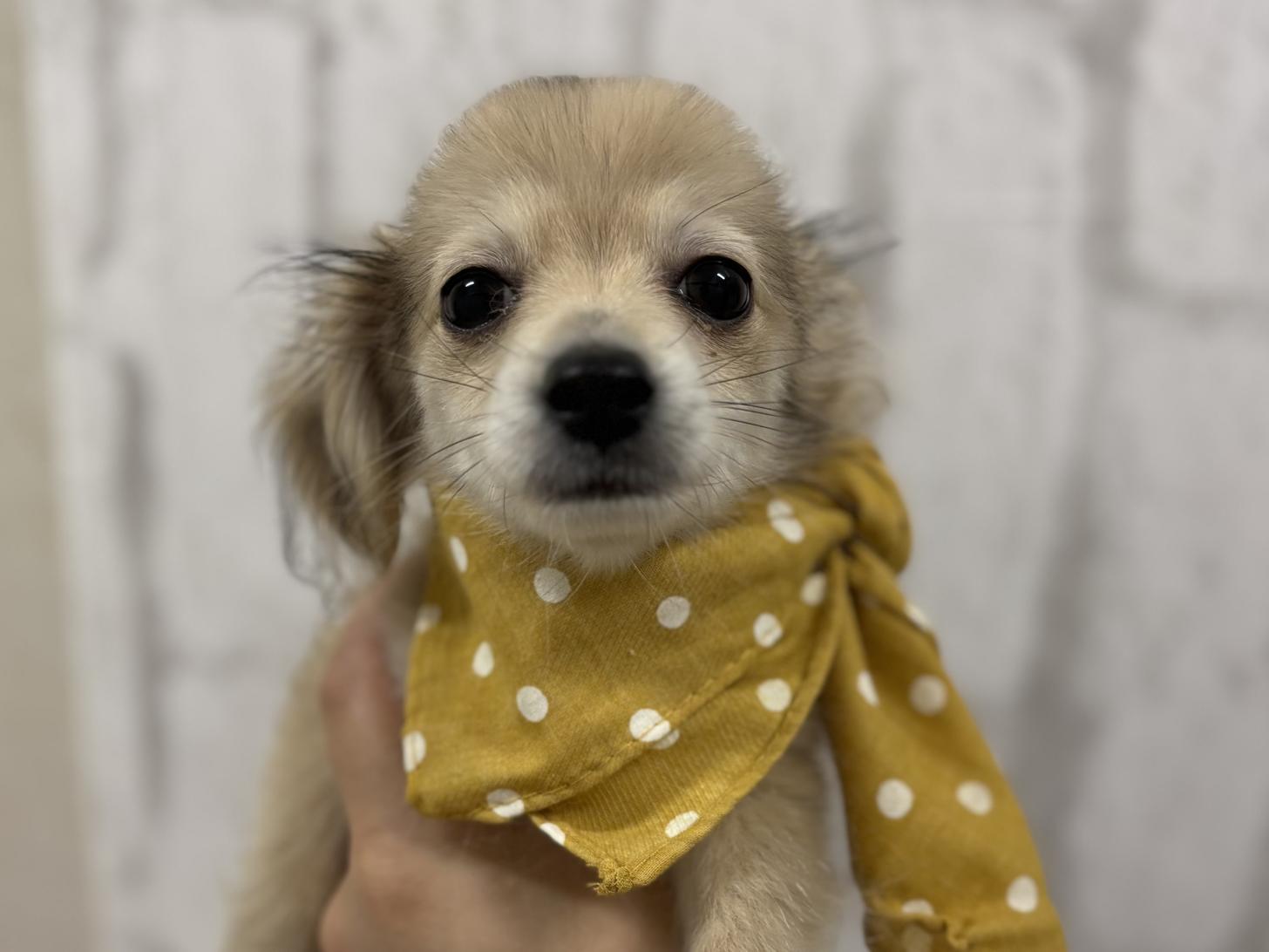 神奈川県のポメックス(ポメラニアン×ダックス) (ペットアイランド海老名店/2025年7月12日生まれ/女の子/その他色)の子犬の1枚目の画像