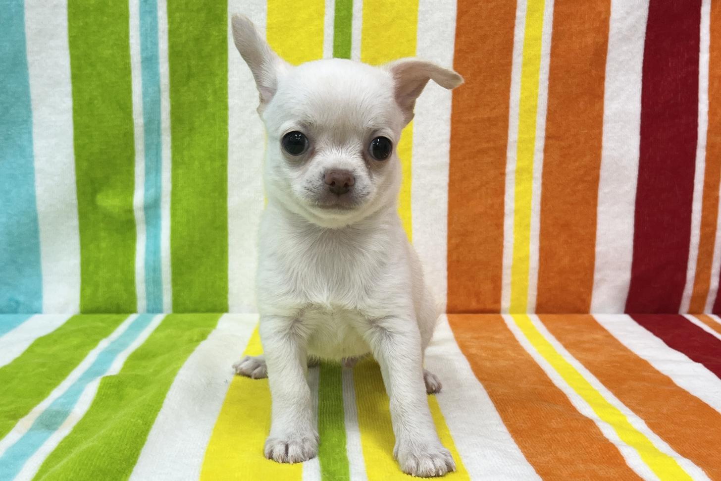 愛知県のチワワ(スムース) (ハピースペット一宮三条アミーゴ店/2026年2月20日生まれ/男の子/クリーム)の子犬の1枚目の画像