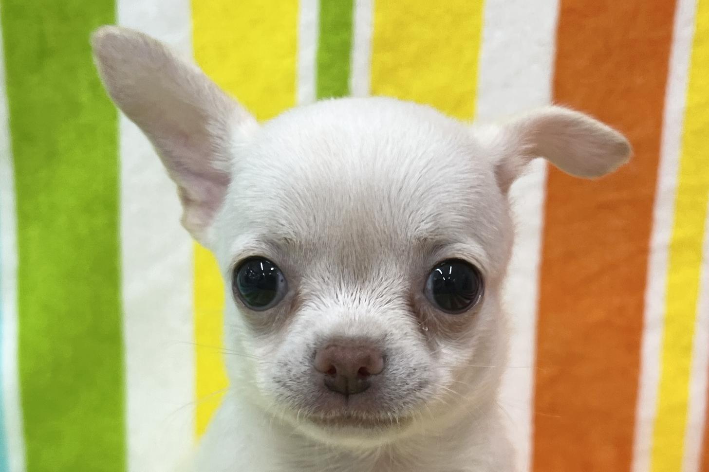 愛知県のチワワ(スムース) (ハピースペット一宮三条アミーゴ店/2026年2月20日生まれ/男の子/クリーム)の子犬の2枚目の画像