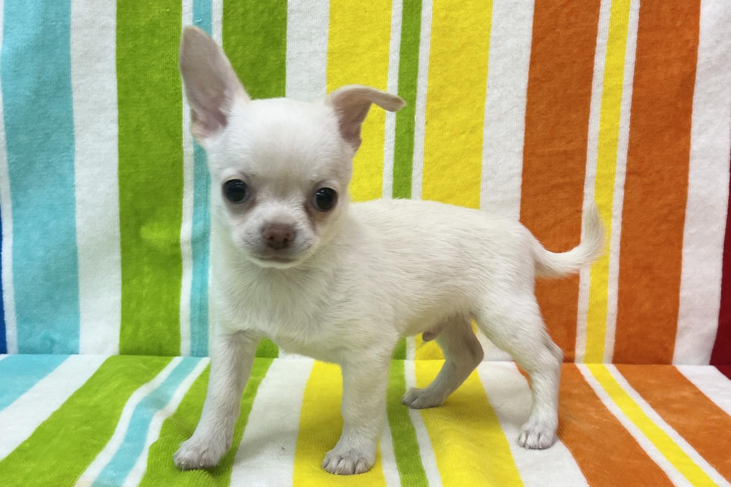 愛知県のチワワ(スムース) (ハピースペット一宮三条アミーゴ店/2026年2月20日生まれ/男の子/クリーム)の子犬の3枚目の画像