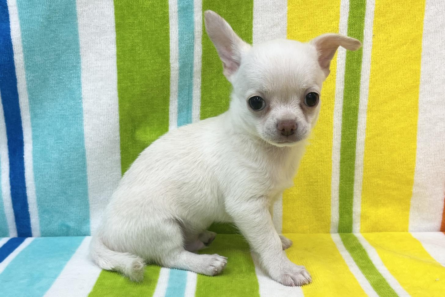 愛知県のチワワ(スムース) (ハピースペット一宮三条アミーゴ店/2026年2月20日生まれ/男の子/クリーム)の子犬の4枚目の画像